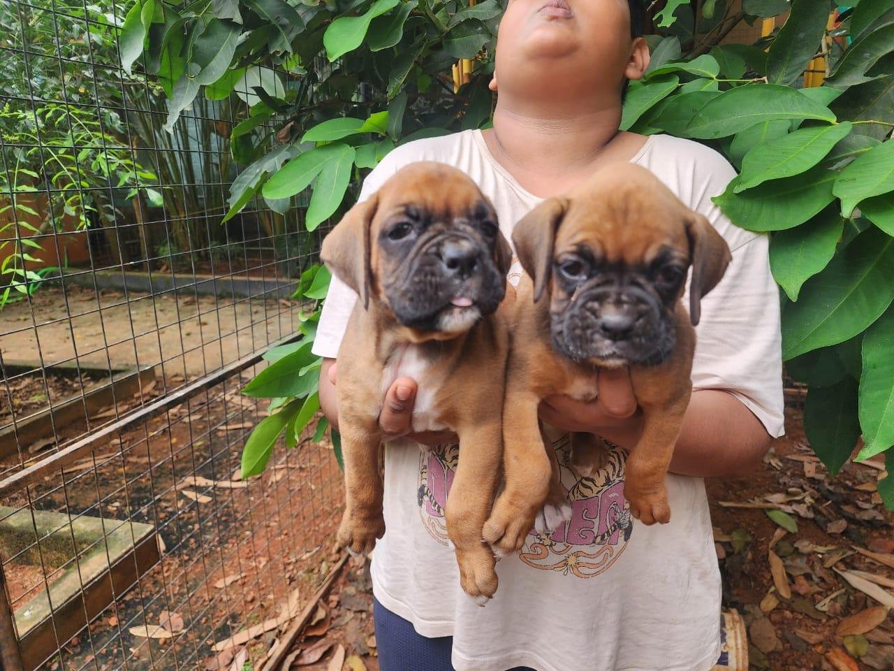 Buy Male Boxer Puppy from Vizag